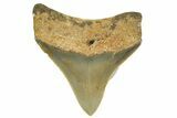 Serrated, Juvenile Megalodon Tooth - North Carolina #363686-1